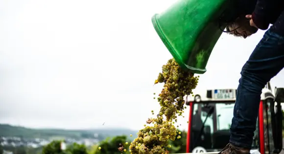 Weingut Rummel SneakPeak (2)