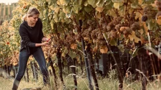 Jungwinzerin Katharina Krieger im Weinberg
